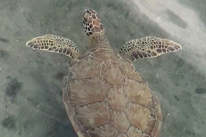 Lets Paddle! Jupiter & surrounding areas - Is This Tour Right for You?