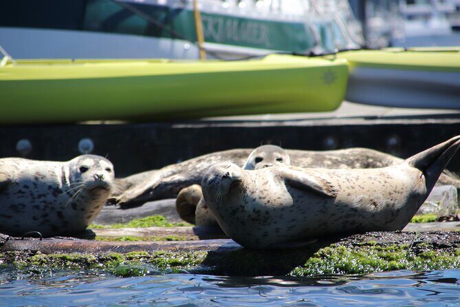 Liberty Bay Wildlife Kayaking - The Itinerary: A Step-by-Step Guide
