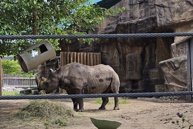 Lincoln Park Nature Museum and Zoo Public Walking Tour - What Travelers Can Expect: An Inside Look