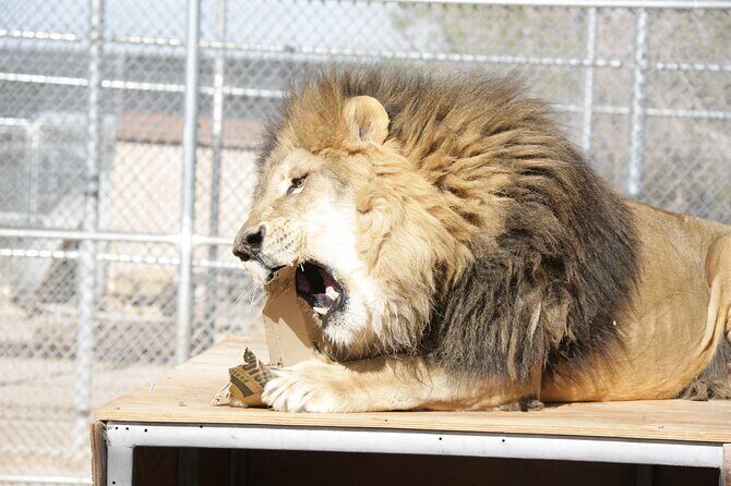 Lion Habitat Ranch Admission Ticket in Las Vegas - Final Thoughts: Is It Worth Your Time?