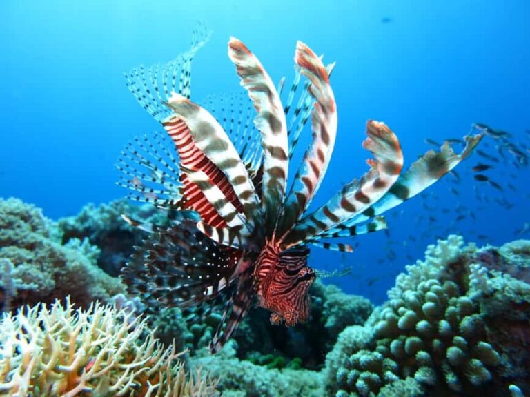 Little Tobago: Glass Bottom Boat Tour - What the Reviews Say