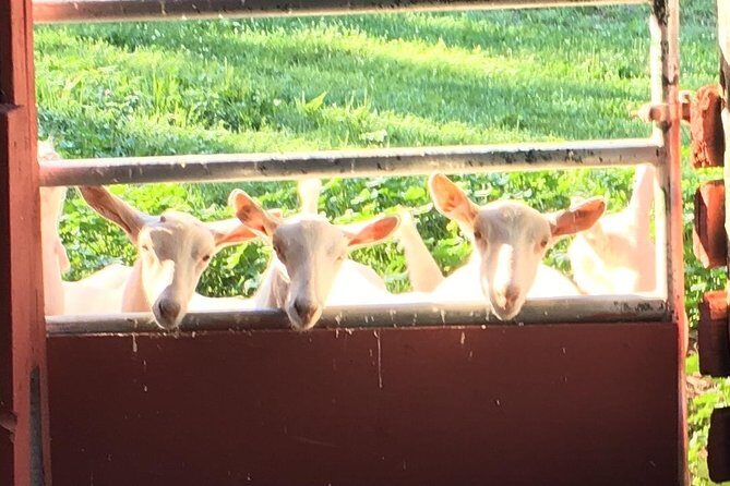 Llama/Alpaca Hike and Farm Tour - Why This Tour Offers Real Value