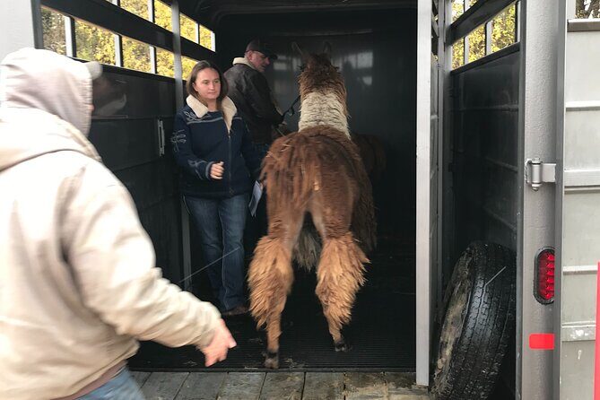 Llama Encounter - The Practicalities: Booking, Timing, and Considerations