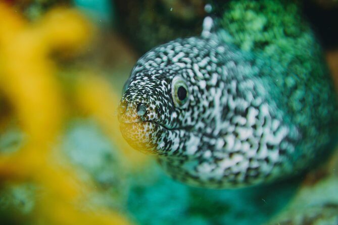 Local Dive in Playa del Carmen - Authentic Experience Highlights from Reviews