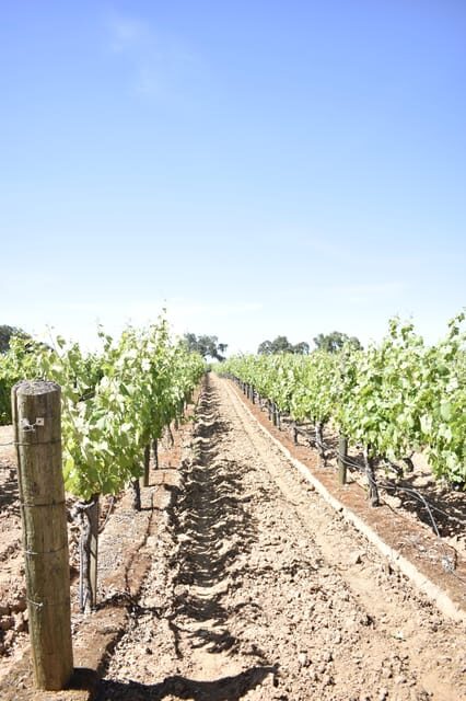 Lodi: Wine Tasting Tour Private Customized 1 -14 Group - What to Expect at Each Stop