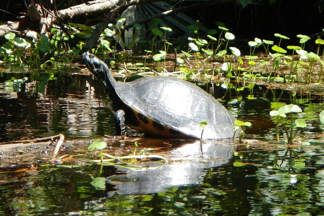 Lofton Creek Kayaking Trip with Professional Guide - A Detailed Look at the Itinerary and Experience