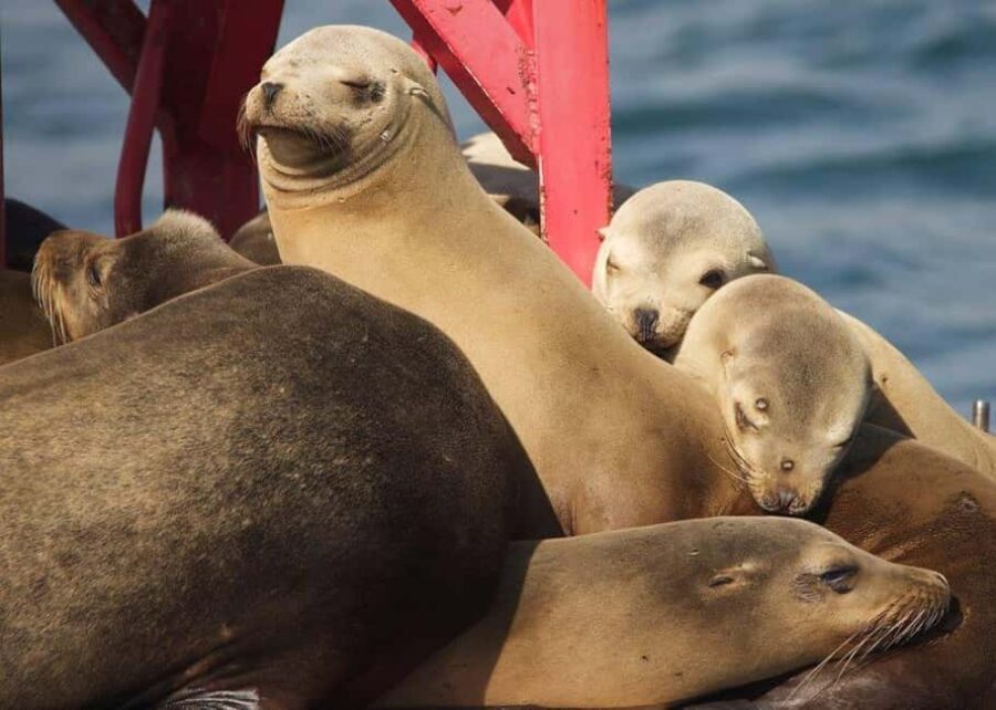 Long Beach: Sightseeing Harbor Cruise