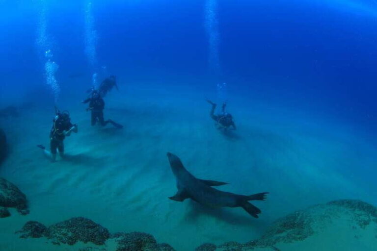 Los Cabos 3-Hour Certified Scuba Diving Tour - Practical Details and Logistics