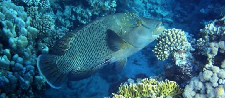 Los Cabos: 3-Hour Introductory Scuba Diving Adventure - Who Will Love This Experience?
