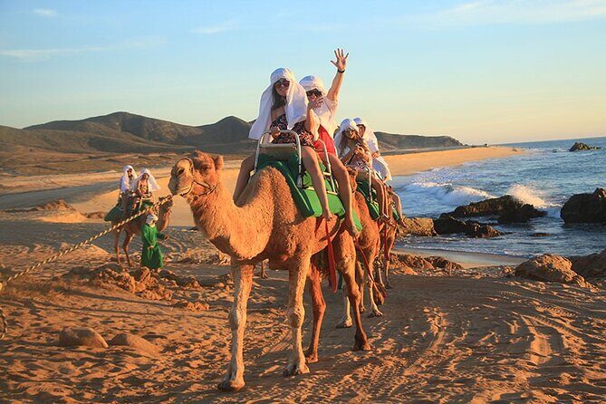 Los Cabos Camel Ride Adventure On The Beach - Learning About Camels
