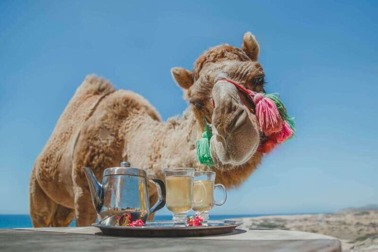 Los Cabos: Camel Ride Safari with Lunch and Tequila Tasting - What to Expect from the Tour