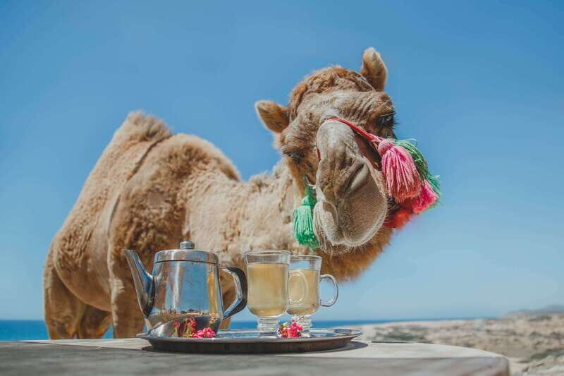 Los Cabos: Camel Ride Safari with Lunch and Tequila Tasting - What to Expect from the Tour