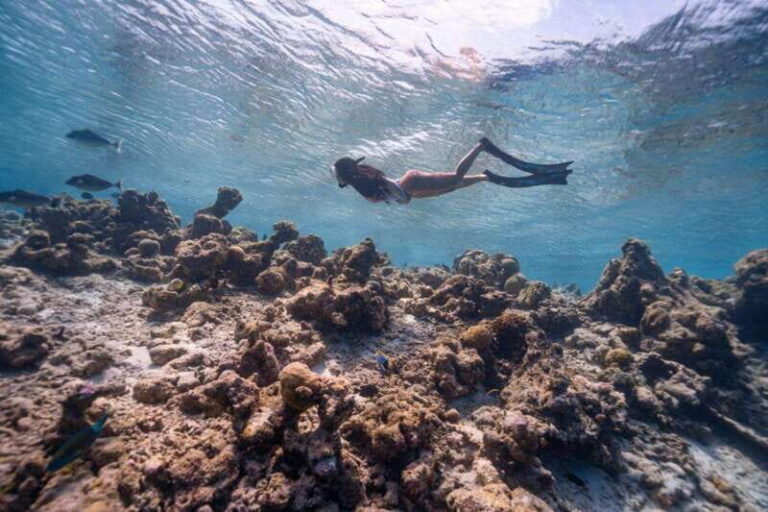 Los Cabos: Glass-Bottom Kayak and Snorkel Tour at Two Bays - An Overview of the Tour Experience