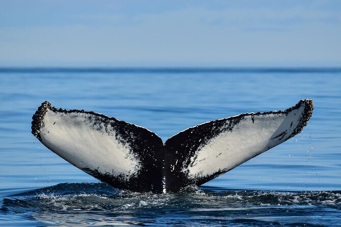 Los Cabos Humpback Whale: 10-Hour Tour 3 Hours of Whale Watching - What to Expect on the Tour