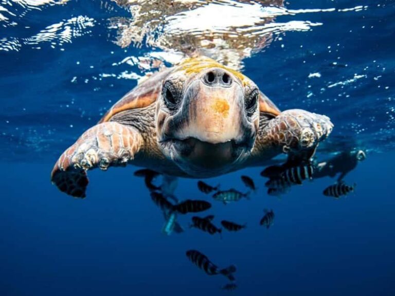 Los Cabos: Ocean Safari Snorkeling and Freediving Tour - Why This Tour Might Be Perfect for You