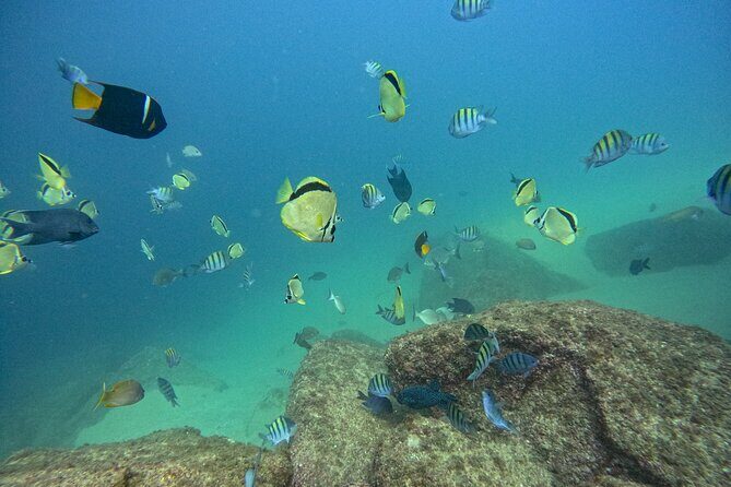 Los Cabos Open Water Diver Course - The Dive Locations: Pelican Rock and North Wall