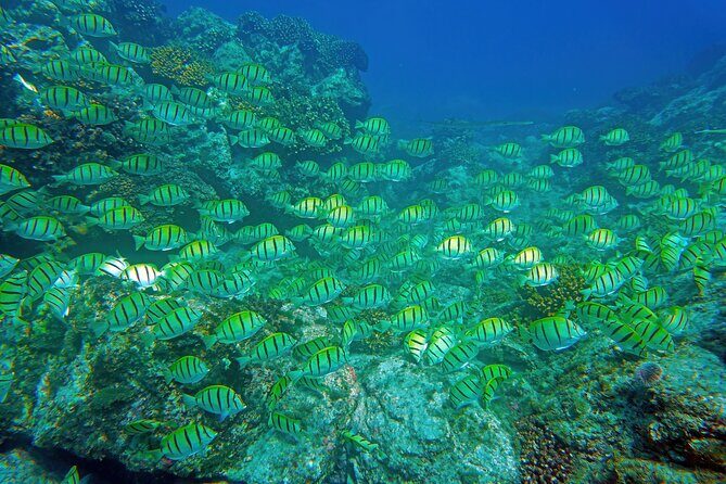 Los Cabos Snorkeling Tour by Speed Boat with Photos Included - An In-Depth Look at the Experience