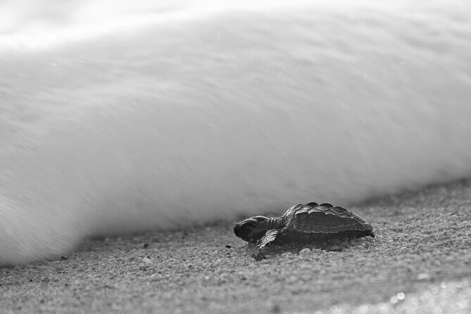 Los Cabos turtle release conservation program - Final Thoughts