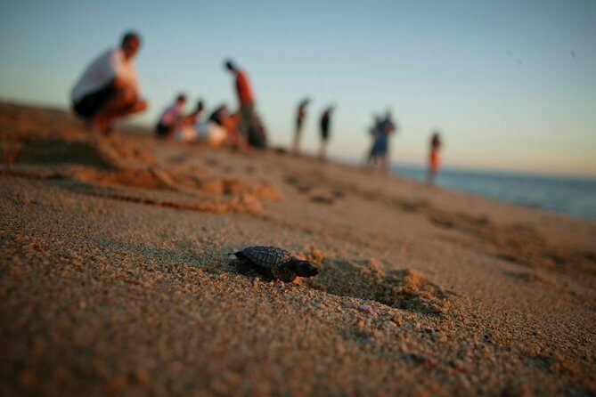Los Cabos Turtle Release Eco-Experience - Final Thoughts: Is It Worth It?