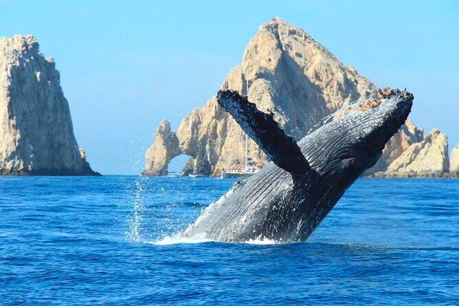 Los Cabos Whale Watching Adventure with Snacks and Drinks - Food and Drink Offerings: A Nice Touch