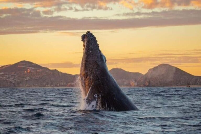 Los Cabos: Whale Watching and Sunset Catamaran Cruise - Why It’s Worth Considering