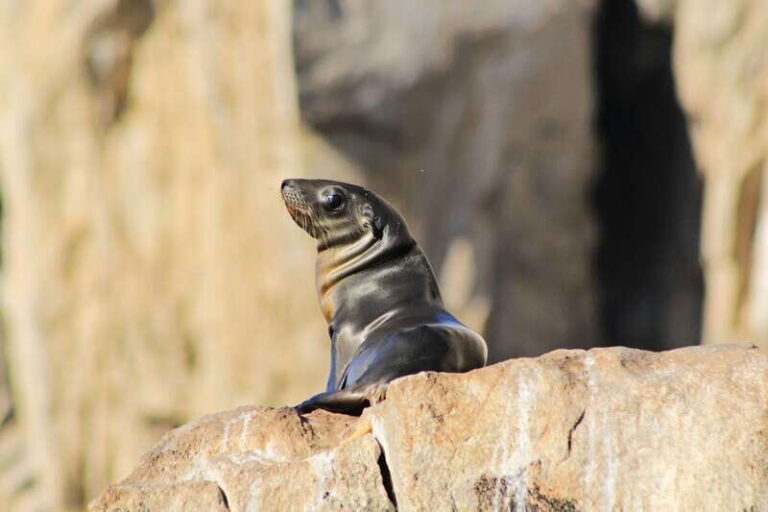 Los Cabos: Whale Watching (Transport and Pictures Included) - Why This Tour Is Worth Considering