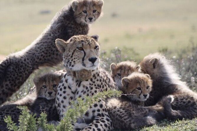 Luxury 2-Day In & Out Garden Route Safari Tour - What Travelers Love About This Tour