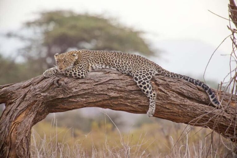 Luxury Kruger National Park: Safari & Panorama Route - Who Will Love This Tour?