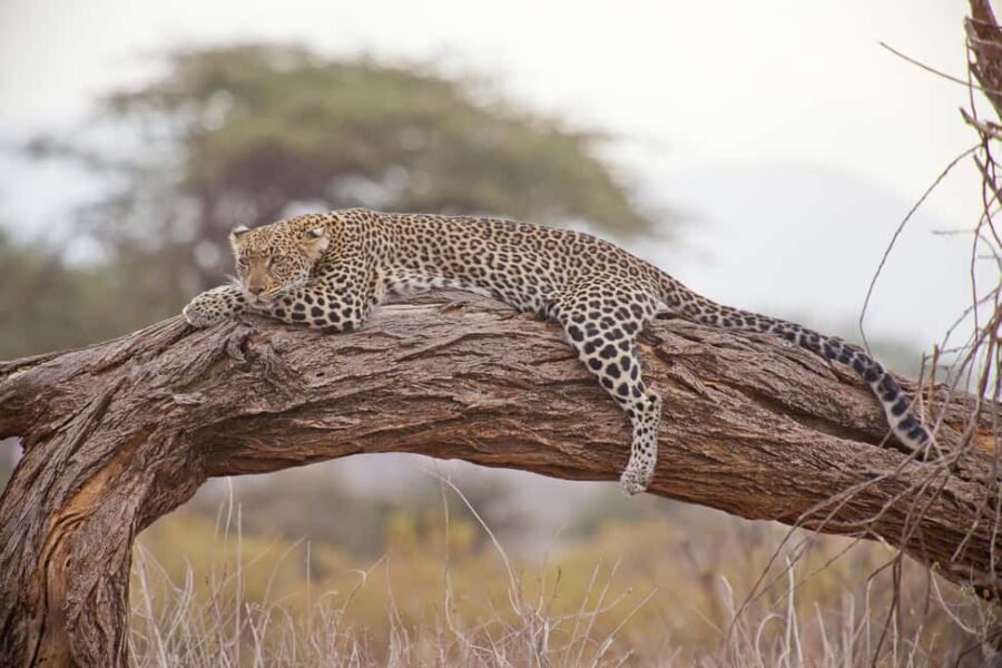 Luxury Kruger National Park: Safari & Panorama Route - Who Will Love This Tour?