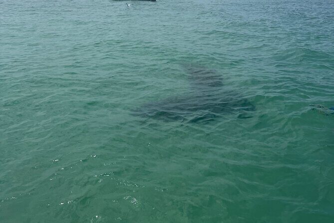 Luxury Private Boat Adventure in Tampa Bay - The Bottom Line: Is It Worth It?