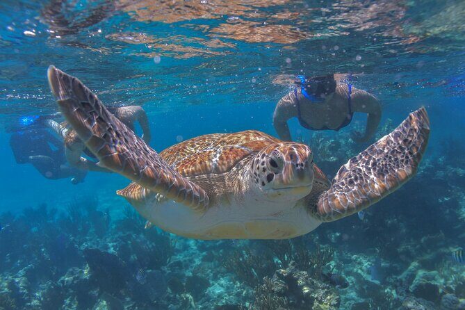 Luxury Sailing & Snorkeling Experience from Riviera Maya - The Crew and Guides: Making the Difference