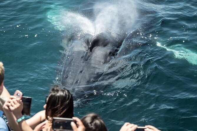 Luxury Whale Watching: Fewer People, Extra Speed, Expert Staff - Who Is This Tour Best For?
