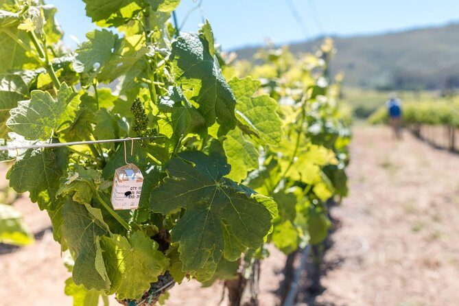 Luxury Wine Tour with Lunch - Who Should Consider This Tour?