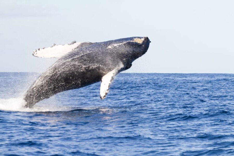 Ma'alaea Harbor: Whale Watching Tour Aboard Power Catamaran - Authentic Experiences Shaped by Reviews