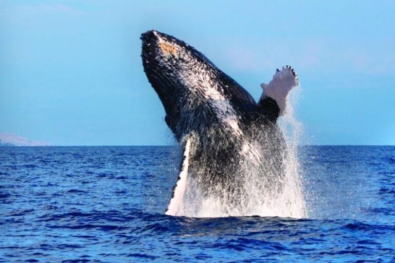 Maalaea: Small Group 2-Hour Whale Watch Experience - How the Tour Enhances Your Maui Experience