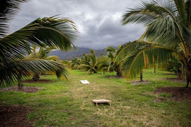 Macnut Tour, Picnic lunch and Maui Bees - An In-Depth Look at the Maui Macnut Tour