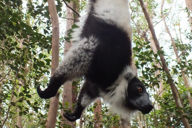 Madagascar in 7 days. Wildlife Expedition and Culture Immersion - Journey to Andasibe: Transitioning from Urban to Primeval Forests