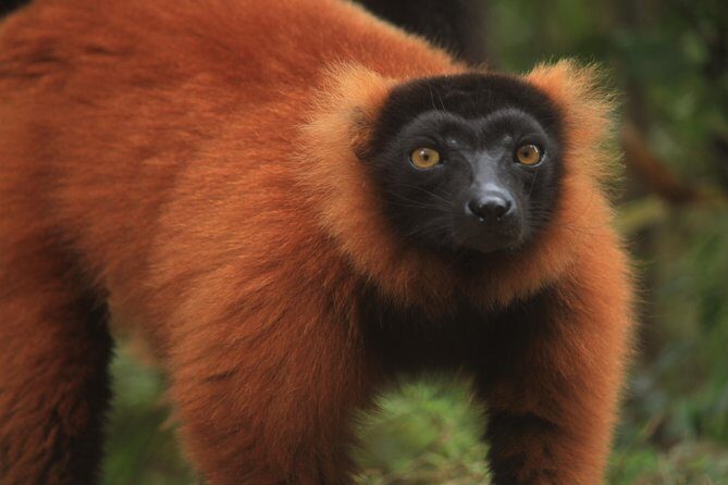 Madagascar Wildlife Tour for 02 days - What We Loved About This Tour