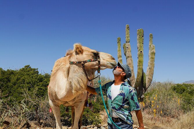 Magical Todos Santos Tour, Camel ranch, Lunch & Tequila