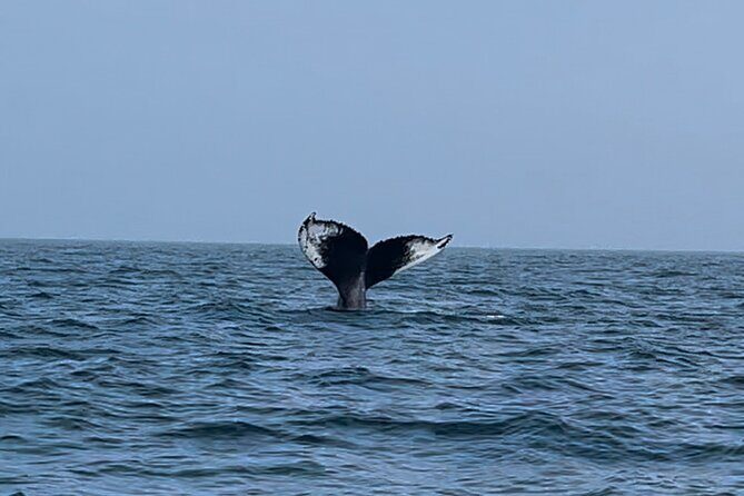 Maine Whale Watching Tour in Portland - Final Thoughts on the Maine Whale Watching Tour