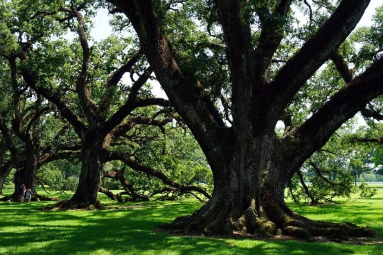 Majestic Oak Alley Plantation Tour - Why This Tour Works for Travelers