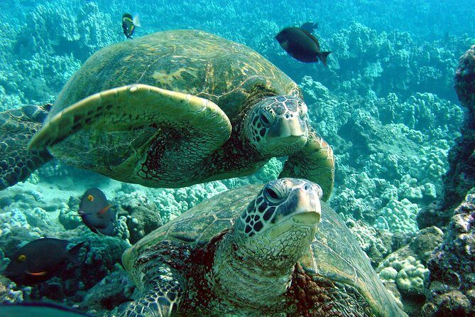 Makena Turtle Town Eco Adventure in Maui - The Sum Up