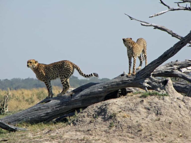 Makgadikgadi Day Trip - What’s Included & What to Know