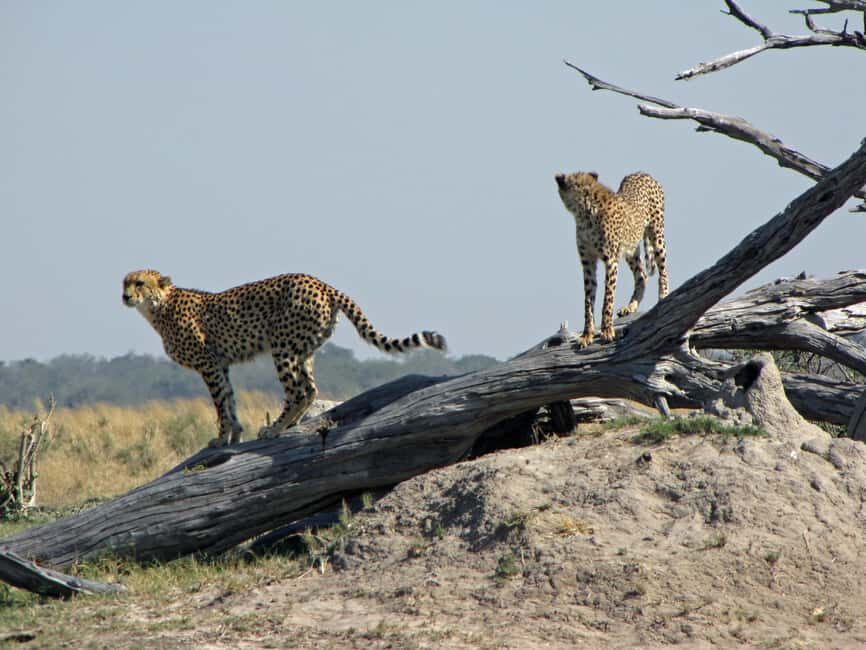 Makgadikgadi Day Trip - What’s Included & What to Know