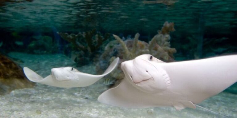 Mall of America: Sea Life Minnesota Aquarium Entry Ticket - Authentic Visitor Perspectives