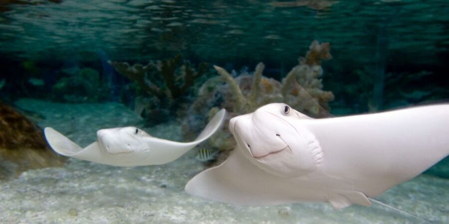 Mall of America: Sea Life Minnesota Aquarium Entry Ticket