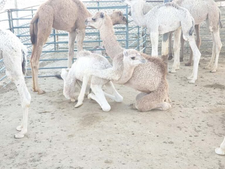 Manama: Bahrain Half-Day Desert Tour - Exploring Bahrain’s Desert in a Compact Tour