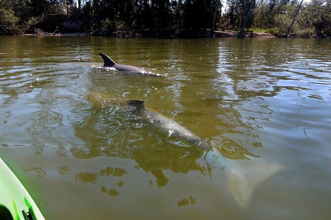 Manatee and Dolphin Kayaking Encounter - The Sum Up