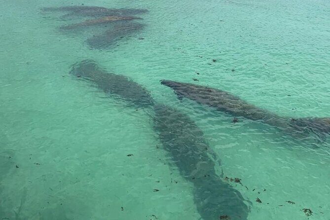 Manatee Discovery Anna Maria Island - Why This Tour Works Well