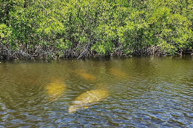 Manatee, Dolphin and 10,000 Islands Sunset Cruise! - Who Will Appreciate This Experience?